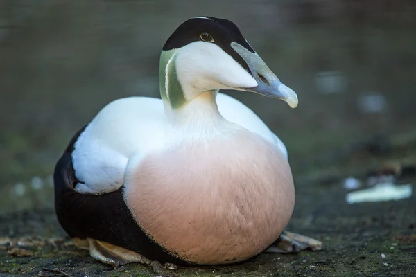 Eider — Stockfoto