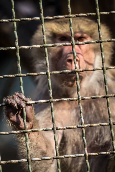 Scimmia all'interno della gabbia — Zdjęcie stockowe