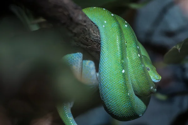 Cobra verde — Fotografia de Stock