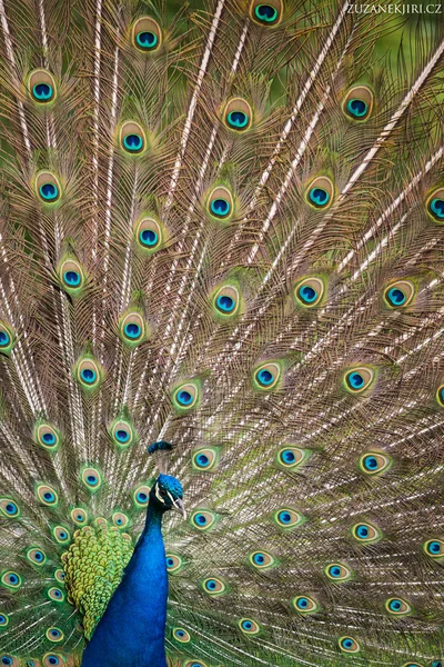 Pfau — Stockfoto