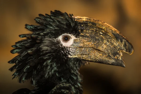 Hornbill. —  Fotos de Stock