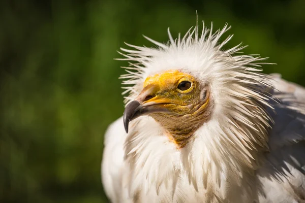 Gier — Stockfoto