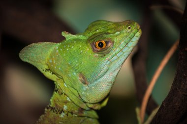 Yeşil basilisk