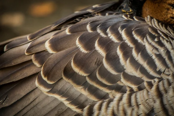 Feathers — Stock Photo, Image