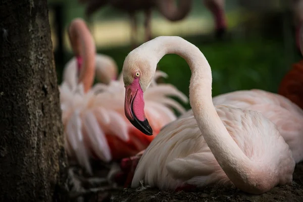 Flamant rose — Photo