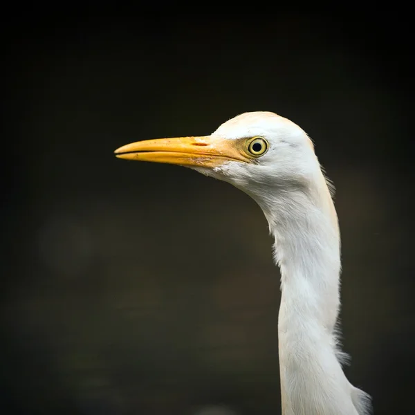 Peper — Stockfoto