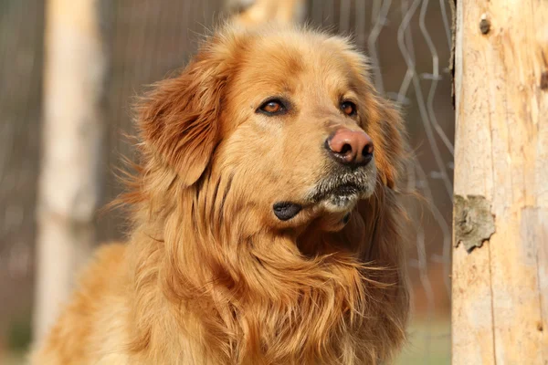 Dog in captivity — Stock Photo, Image