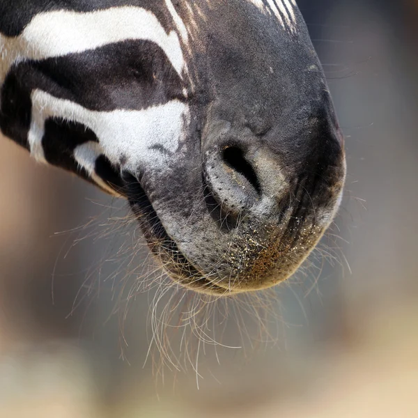 斑马 — 图库照片