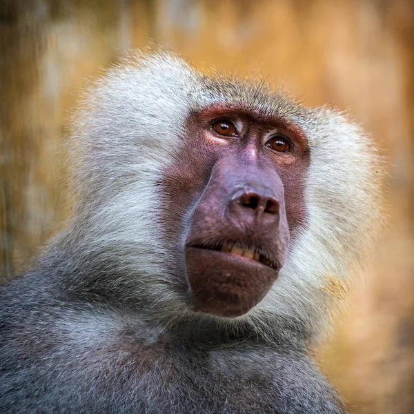 Scimmia Babbuino — Foto Stock