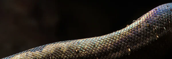 Python — Stock Photo, Image