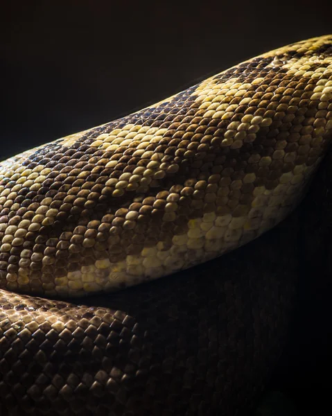 Python — Photo