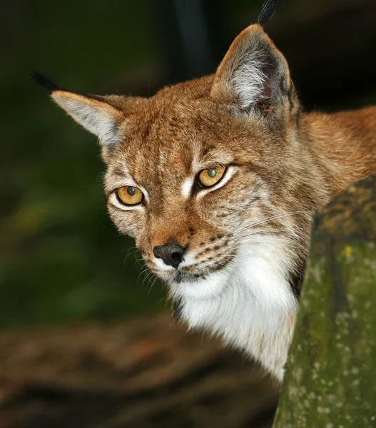 Lynx — Stockfoto