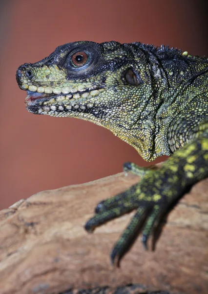 Гидрозавр Вебер — стоковое фото