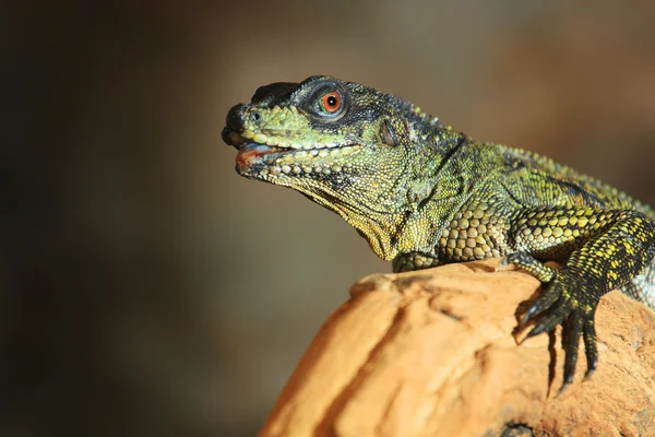 Hydrosaurus Weber — Stock fotografie