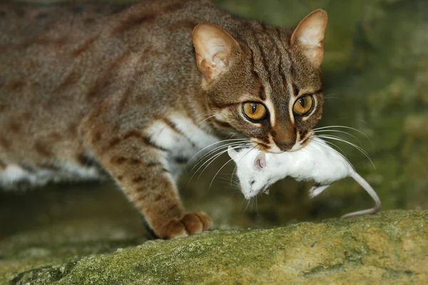 Gato e Rato — Fotografia de Stock