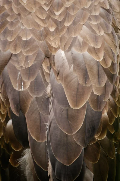 Detalhe águia — Fotografia de Stock