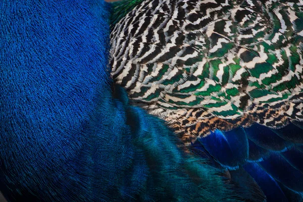 Pfau — Stockfoto