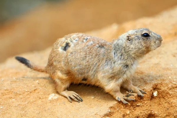 Zwarte prairiehond — Stockfoto