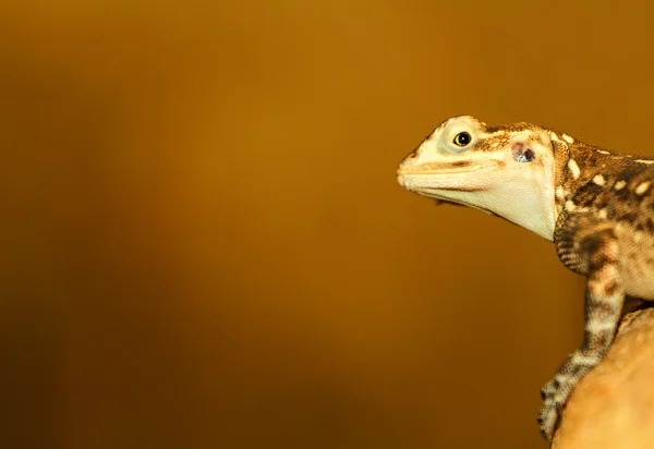 Agama. — Fotografia de Stock