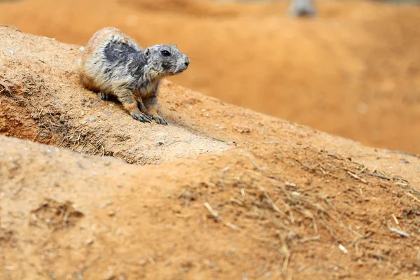 Cão-da-pradaria de cauda-preta — Fotografia de Stock