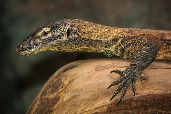 Agama. — Fotografia de Stock