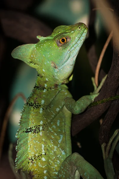 Basilisco Verde — Fotografia de Stock