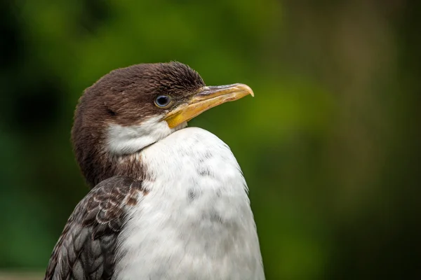 Kormoran — Stockfoto