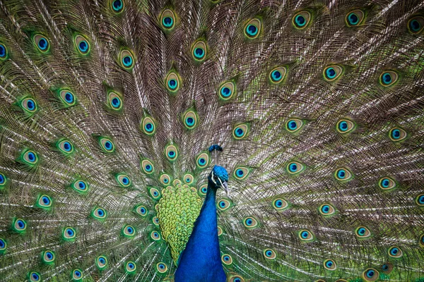 Pfau — Stockfoto