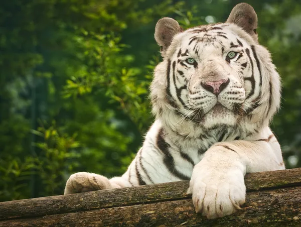 Tigre blanco Fotos de stock libres de derechos