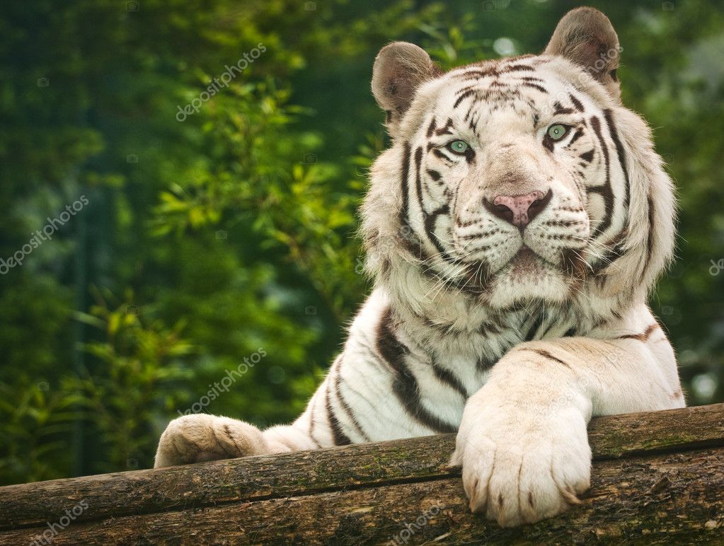 White tiger — Stock Photo © jurra89 35055595
