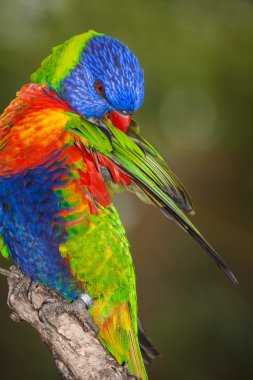 Lori Lorikeet