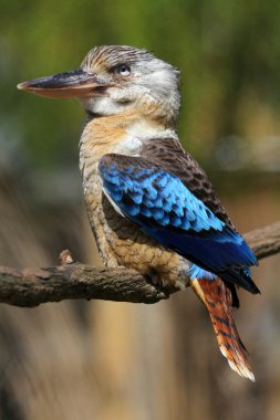 Blue-winged Kookaburra clipart