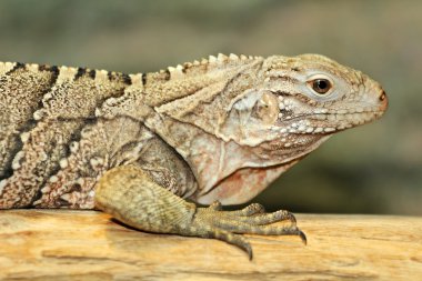 Küba iguana
