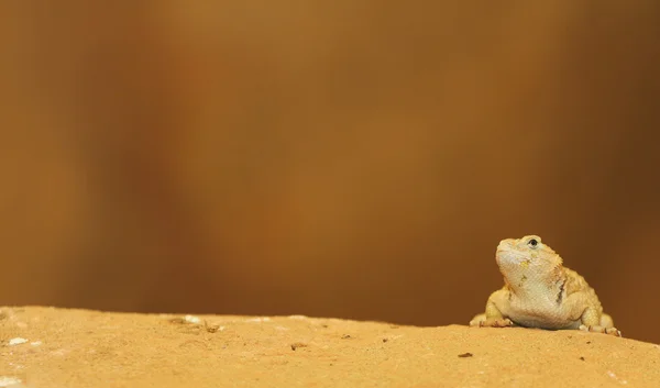 Agama — Stok fotoğraf