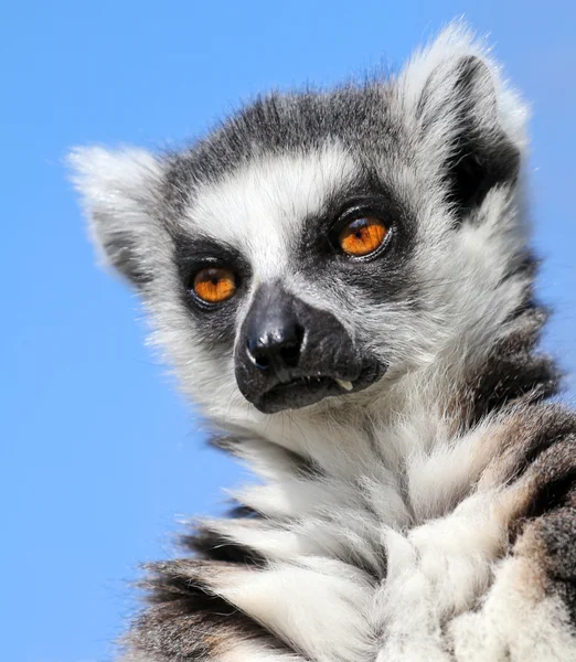 Lemur — Stockfoto