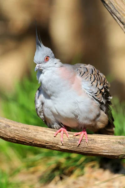 Crested pigeon — Stock Photo, Image