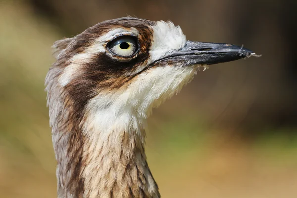 Curlew pietra — Foto Stock