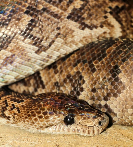 Uma grande cobra python — Fotografia de Stock