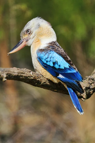 Kookaburra alata blu — Foto Stock