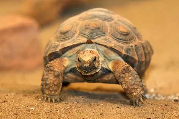 Schildkröte — Stockfoto