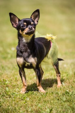 Chihuahua