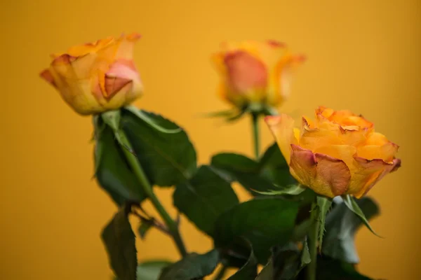 Buquê de casamento de rosas — Fotografia de Stock