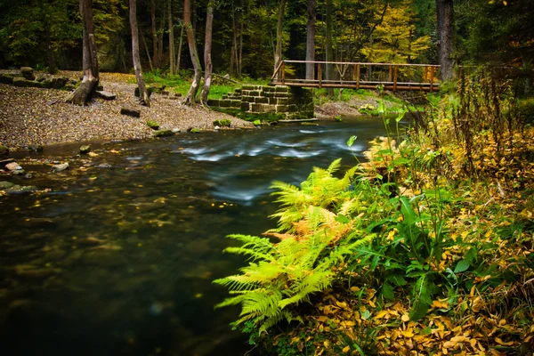 Baum am Wasser — Stockfoto