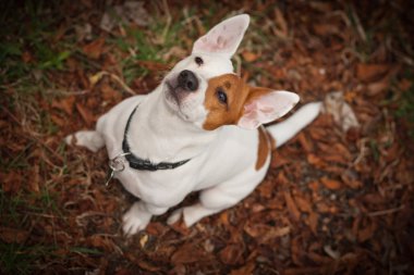 Jack Russell Teriyeri