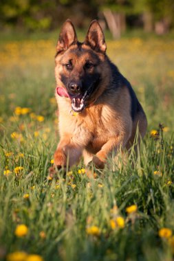 Alman çoban köpeği