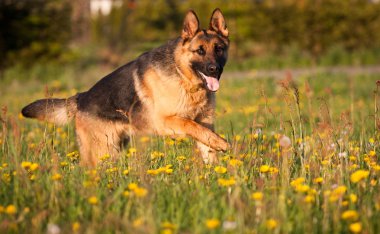 Alman çoban köpeği