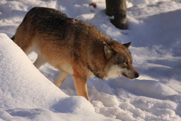 Άγρια-γκρί-λύκος — Φωτογραφία Αρχείου