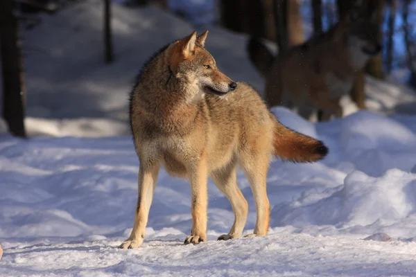 Άγρια-γκρί-λύκος — Φωτογραφία Αρχείου