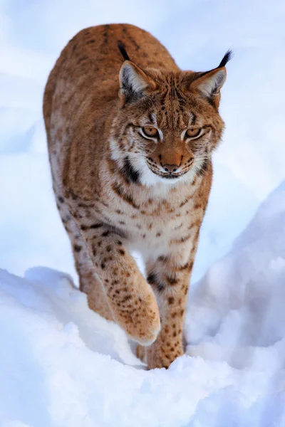 Lynx — Stock Photo, Image