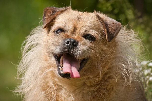 Hund im Park — Stockfoto